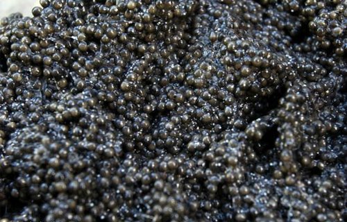 Türkiyədən Azərbaycana canlı balıq ixracı: 1 kq kürüsü 25 min dollardır –