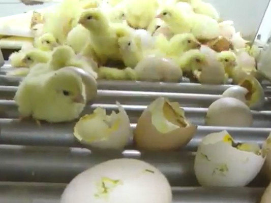 Dünya bu vəhşilikdən danışır