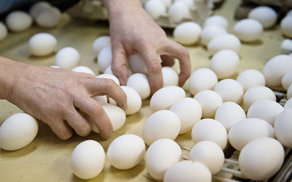 Azərbaycanda viruslu yumurta satılır