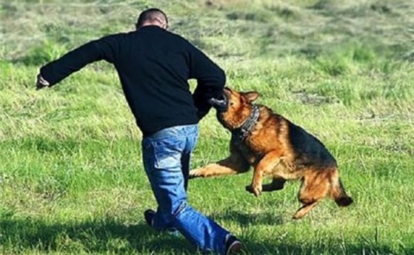 Bir gündə üç nəfəri it dişlədi