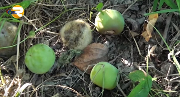 Meyvə bağlarında xəstəlik yayılıb