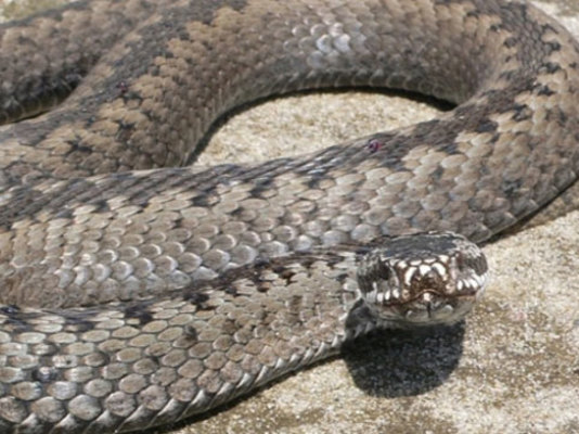 Həyətinizdə ilan olmasını istəmirsinizsə...