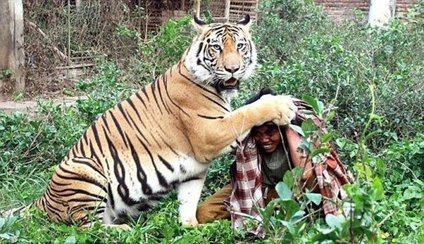 Mexiko zooparkında pələng insanı bəbirin hücumundan xilas etdi