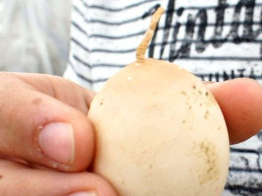 Quyruqlu yumurta görmüşdünüz? - FOTO