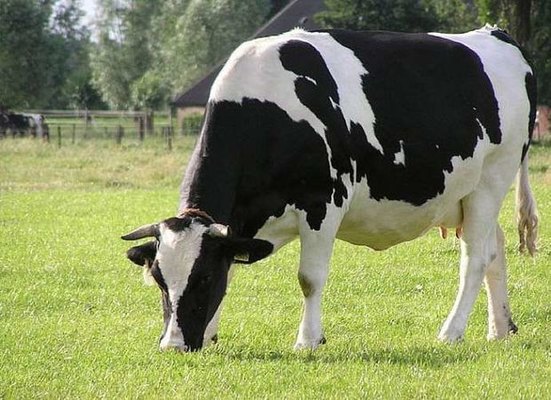 Azərbaycanda dabaq xəstəliyinə görə vəziyyət açıqlandı