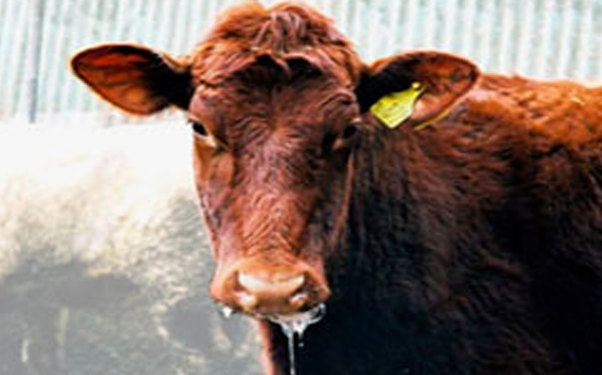 Bərdədə heyvanlar arasında təhlükəli virus yayılıb