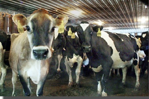 Nazirlik təkzib etdi: