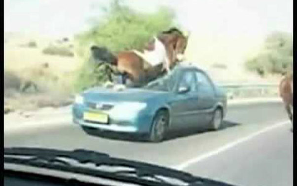 Gəncədə at maşını vurub