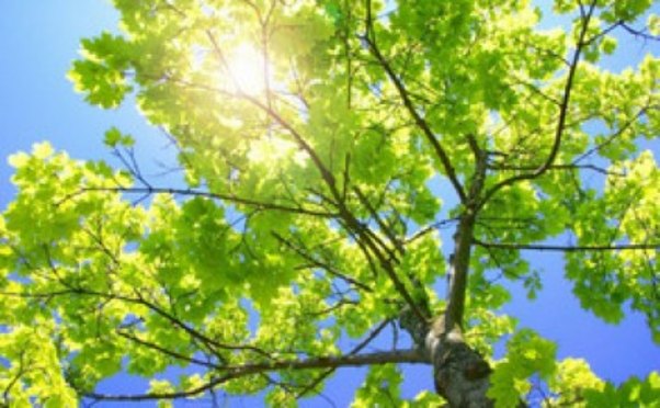 Sabah Azərbaycanda havanın temperaturu 32 dərəcəyədək yüksələcək