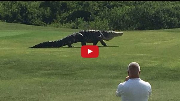 Bu görüntü hamını şoka salıb