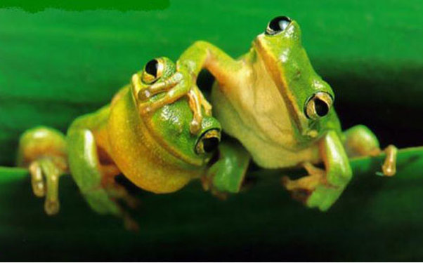 500 kilo canlı qurbağa müsadirə edildi