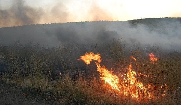 Milli Parkdakı yanğının səbəbi bəlli oldu