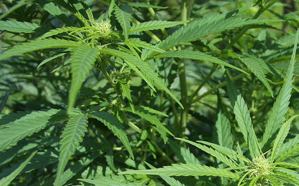 Həyətlərini narkotik plantasiyasına çeviriblər