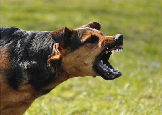 Bakıda parçalanmış uşaq meyiti tapılıb