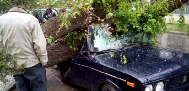 Kəsilən ağac avtomobilin üstünə düşüb, sürücü ölüb