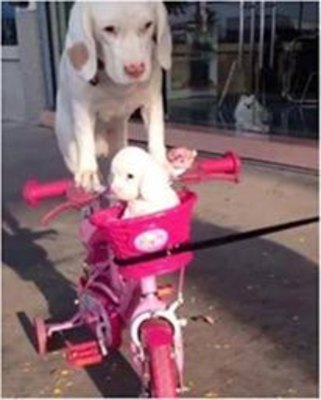 Onun bacarığı hamını heyran etdi