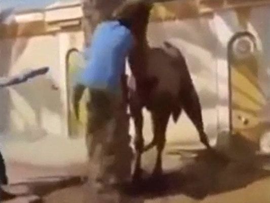 Dəvə sahibinin başını qopartdı