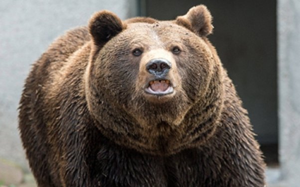 Ayı kişini parçalayıb