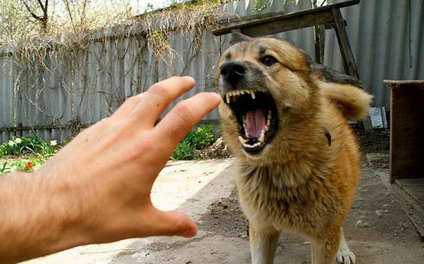 Qadını ötən ay it dişlədi