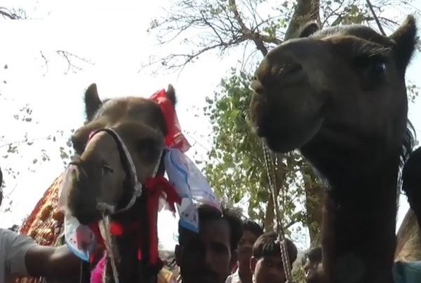 Dəvələr evləndi - Toy mərasimi baş tutdu