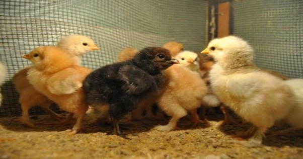 Özbəkistanda müəllimlərə maaş əvəzinə cücə verdilər