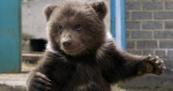 Bakıda tutulan ayı balası danışdı