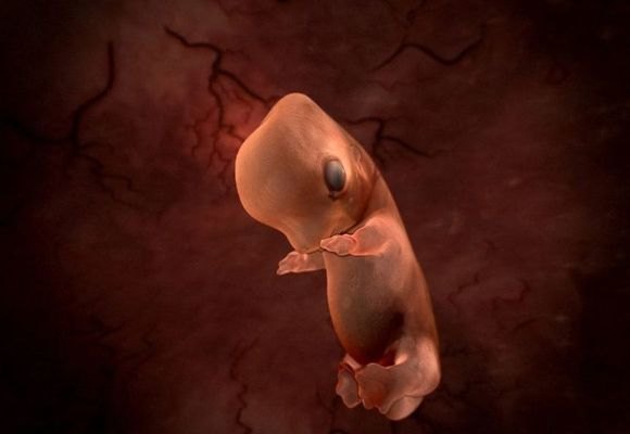 Alimlər laboratoriyada iki həftəlik insan embrionu yetişdirdilər