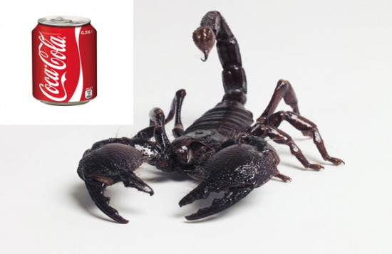 Ən zəhərli heyvan “koka-kola”ya 5 saniyə dözə bilmədi - Video