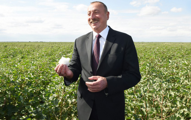 İlham Əliyev pambıq sahəsində - Fotolar