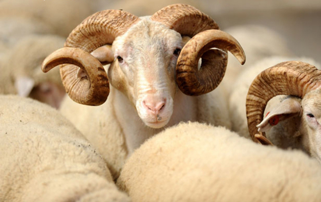 1500 manatlıq qoyun oğurladılar