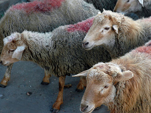 Bakıda qurbanlıq qoyunların kəsiləcəyi ÜNVANLAR