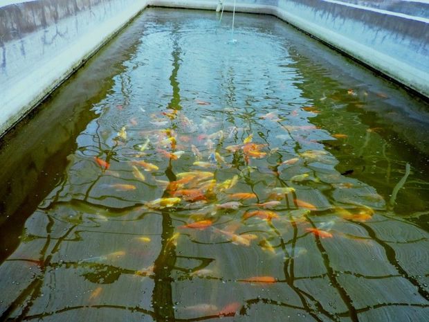 Süni balıq göllərinin yaradılmasına qarşı reydlərə başlanılıb