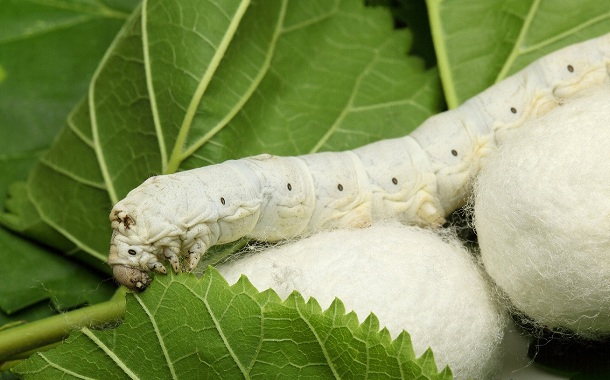 Barama istehsalı ilə məşğul olanlara subsidiya veriləcək