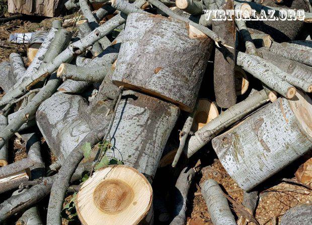 Bakıda bu qədər ağacı kim doğradı? - FOTO