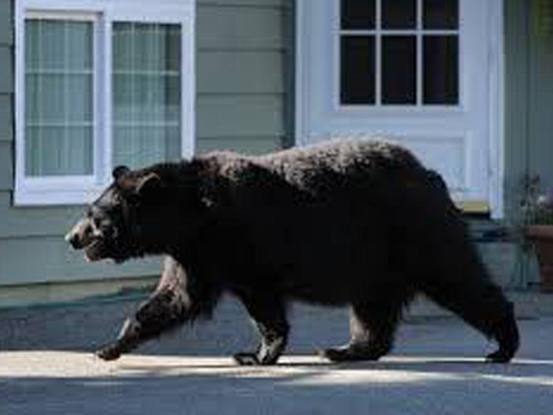 Ayı şəhərə hücum etdi - VİDEO