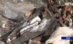 Azərbaycanda dəhşətli görüntülər - At və eşşəklərin kütləvi qətliamı - VİDEO - FOTO