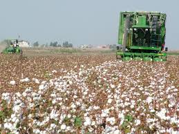 Azərbaycana yeni pambıqyığan kombaynlar gətirilir