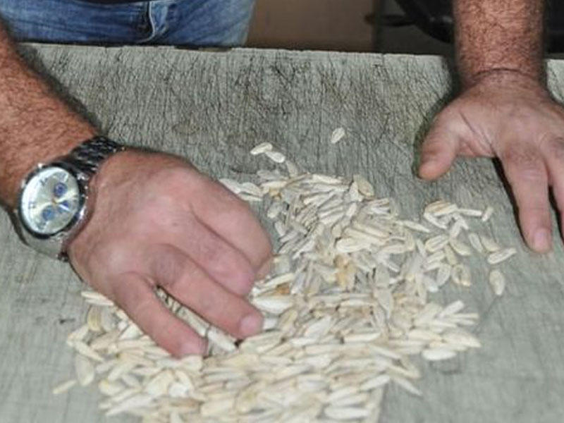 Günəbaxan tumunun paketindən görün nə çıxdı - FOTO