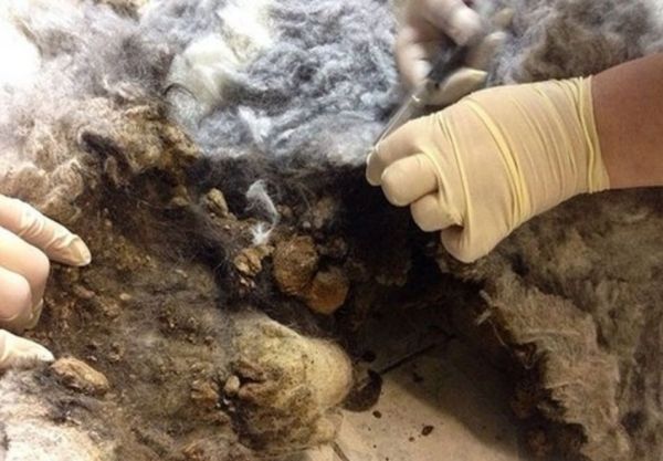 Nələr olduğnu öyrənəndə şok olacaqsınız - VİDEO