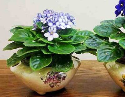 Evdə bitki saxlamağın - Faydaları