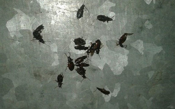 Lahıcda baş vermiş həşərat basqını ilə bağlı – AÇIQLAMA + VİDEO