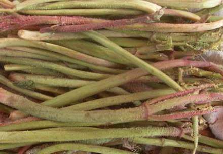 Xərçəngi iki gündə sağaldan dərman hansıdır?