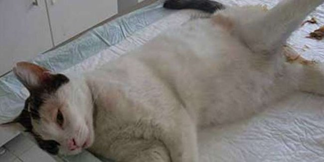 Kişilər pişiyi belə zorladı, nəticədə...-  FOTO (+18)