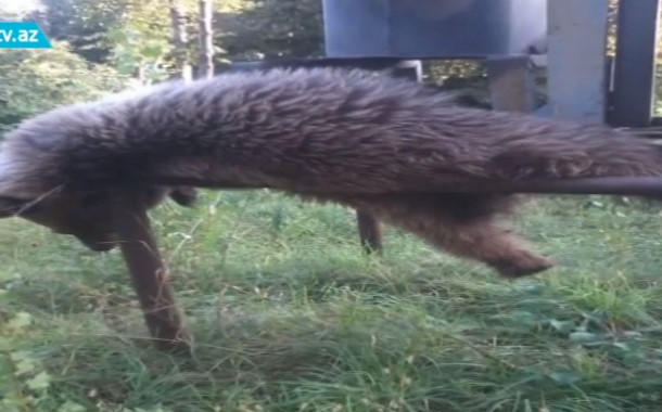 Oğuzda kəndə hücum edən ayını 