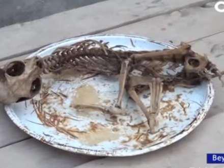 Beyləqanda evin içindən naməlum heyvanın skeleti tapıldı - VİDEO - FOTO