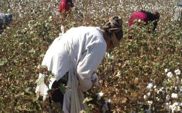 Hacıqabulda biabırçılıq — təhsil işçilərinə görün nə etdirirlər?