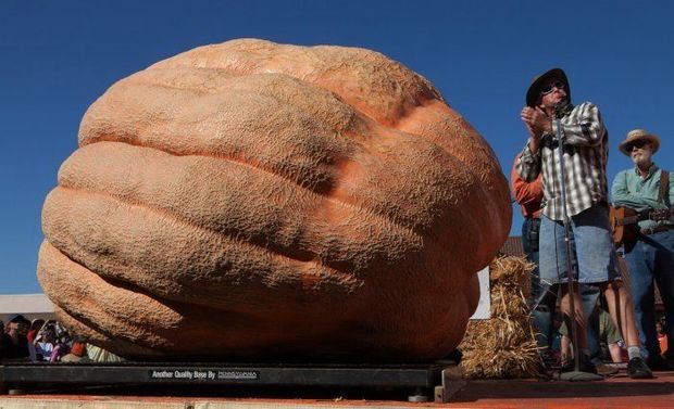 Belçikada dünyanın ən böyük balqabağı yetişdirilib – VİDEO