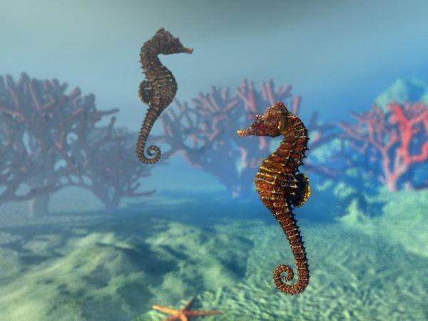 Bakıda dəniz atları satışa çıxarıldı