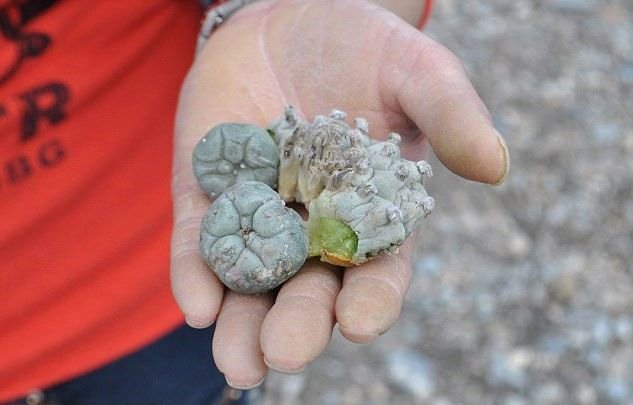 Bu meyvəni yeyən həmin an lüt soyunur, özünü dişləyir