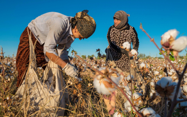 Göyçayda tibb işçiləri pambıq yığır - Xəstəxanadan Açıqlama + FOTO